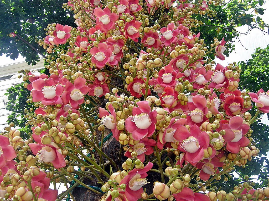 Couroupita Guianensis Plant - HD Wallpaper 