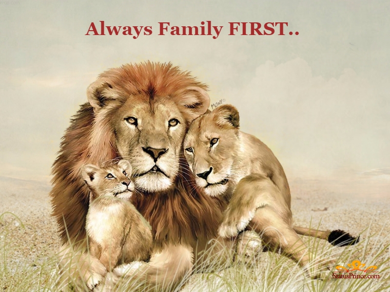 Family Of Three Lion - HD Wallpaper 
