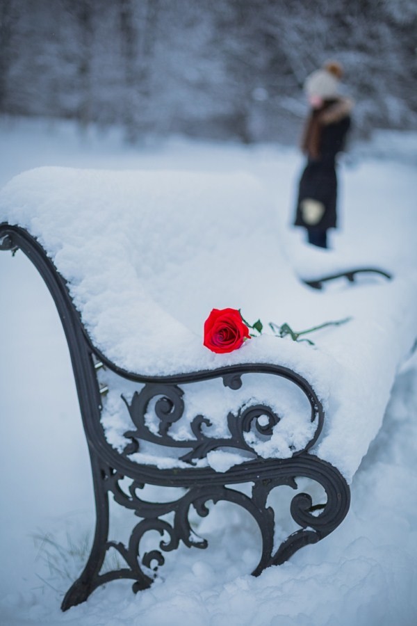 Sad Profile Pictures - Rose In Snow Bench - HD Wallpaper 