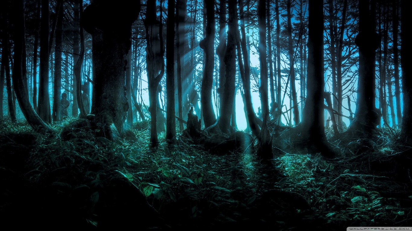 Mysterious Forest - HD Wallpaper 