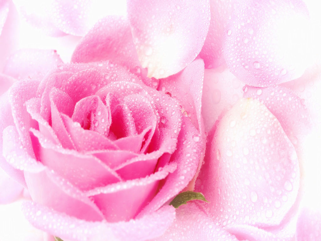 Lovely Rose - Pretty Roses Lovely - HD Wallpaper 