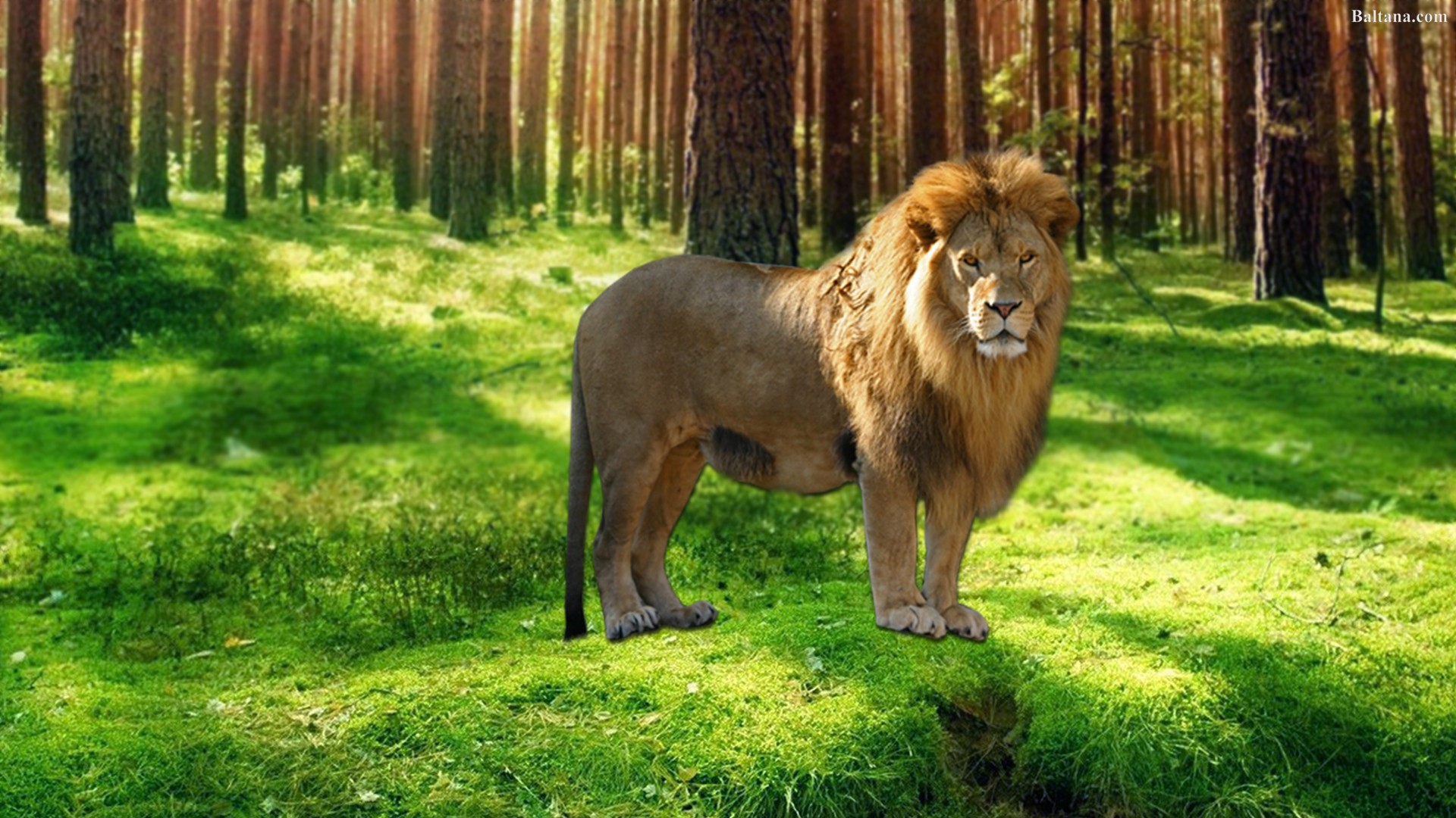 Lion Desktop Wallpaper - Desktop Wallpaper Lion - 1920x1080 Wallpaper - Lion Desktop Wallpaper - Desktop Wallpaper Lion - 1920x1080 Wallpaper -