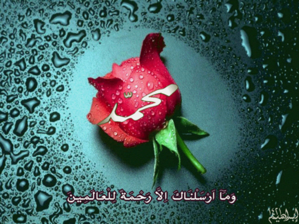 Red Rose With Water Drops Hd - 1024x768 Wallpaper Red Rose With Water Drops Hd - 1024x768 Wallpaper