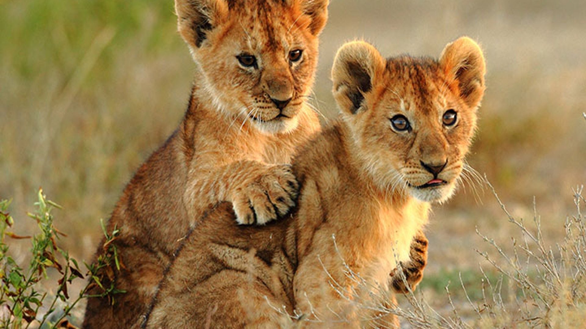 1920x1080, Animal - Lion Cubs - HD Wallpaper 