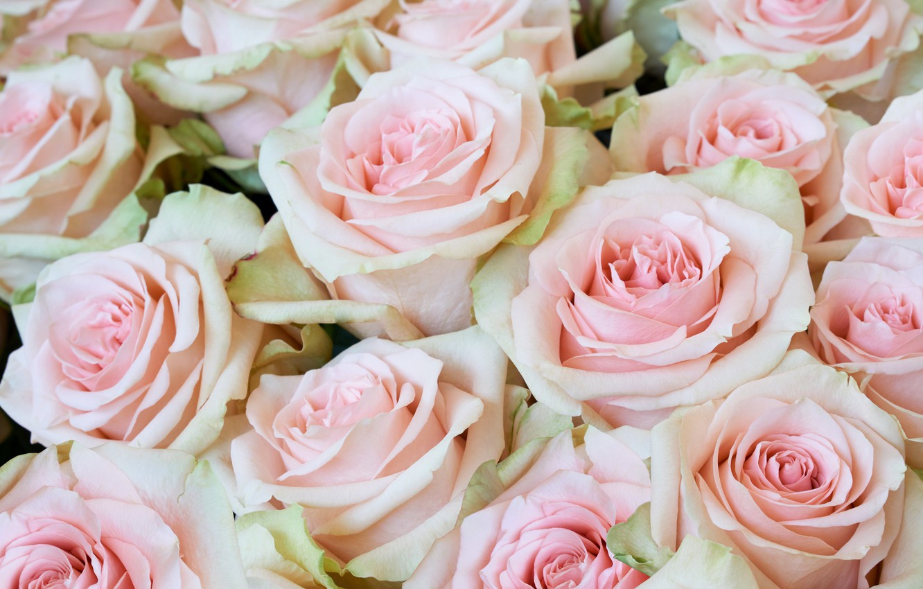 Photo Wallpaper Roses, Gentle, Beautiful, Pink, Beautiful, - Красивые Цветы Розы Нежные - HD Wallpaper 