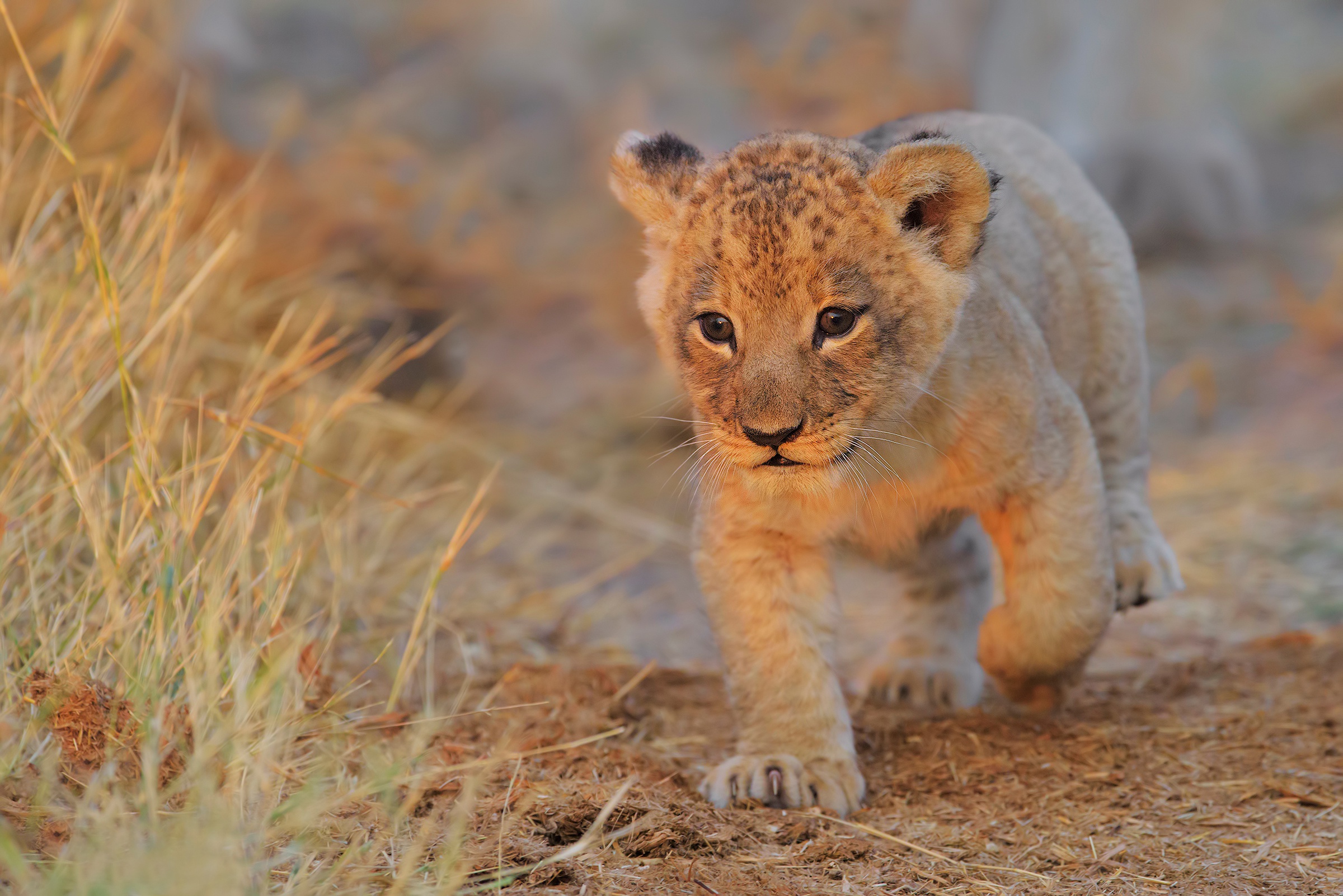 Lion Cub Wallpaper Hd - HD Wallpaper 