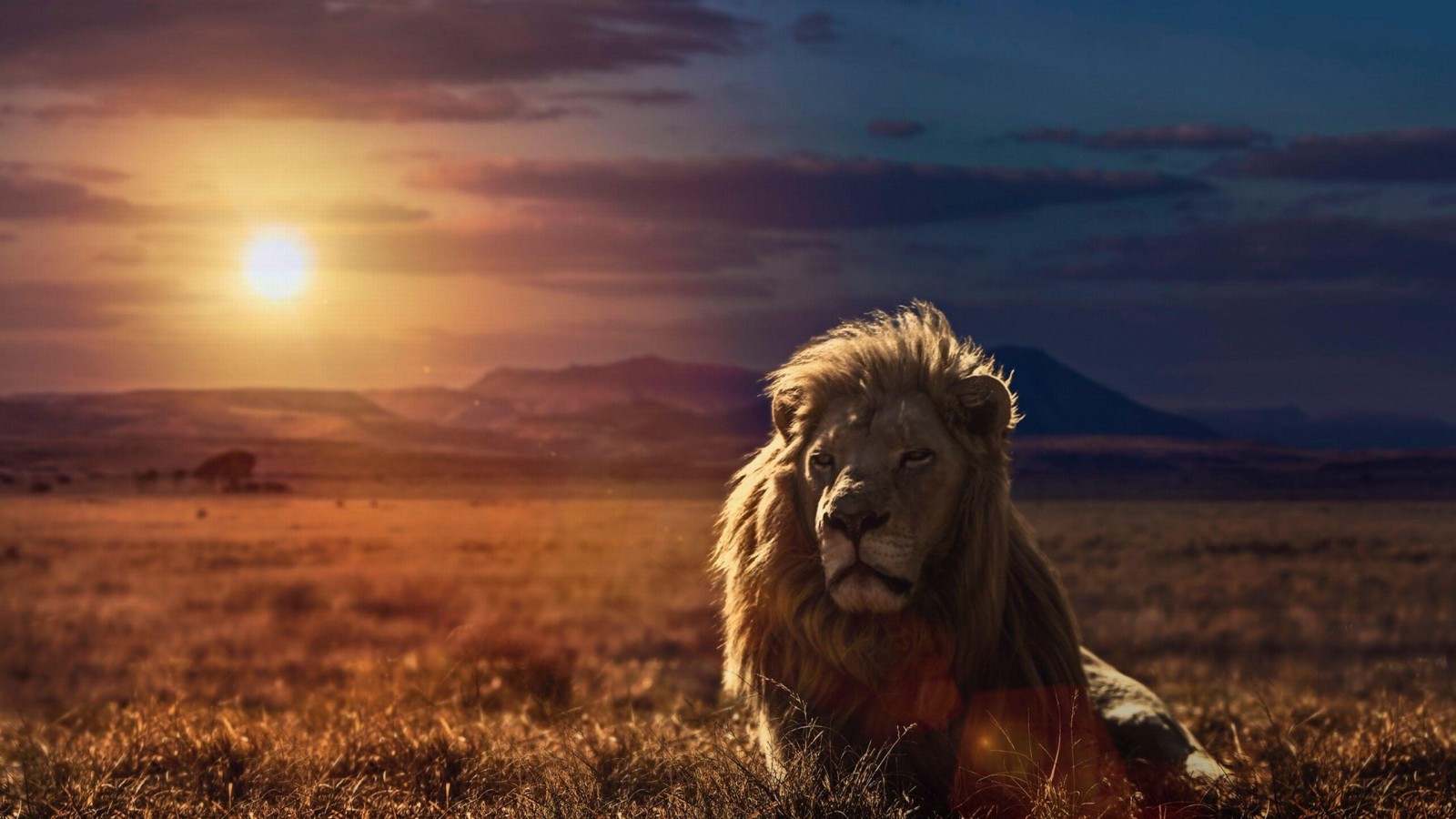 Lion Hd Wallpapers - Good Morning Stay Positive - 1600x900 Wallpaper -  