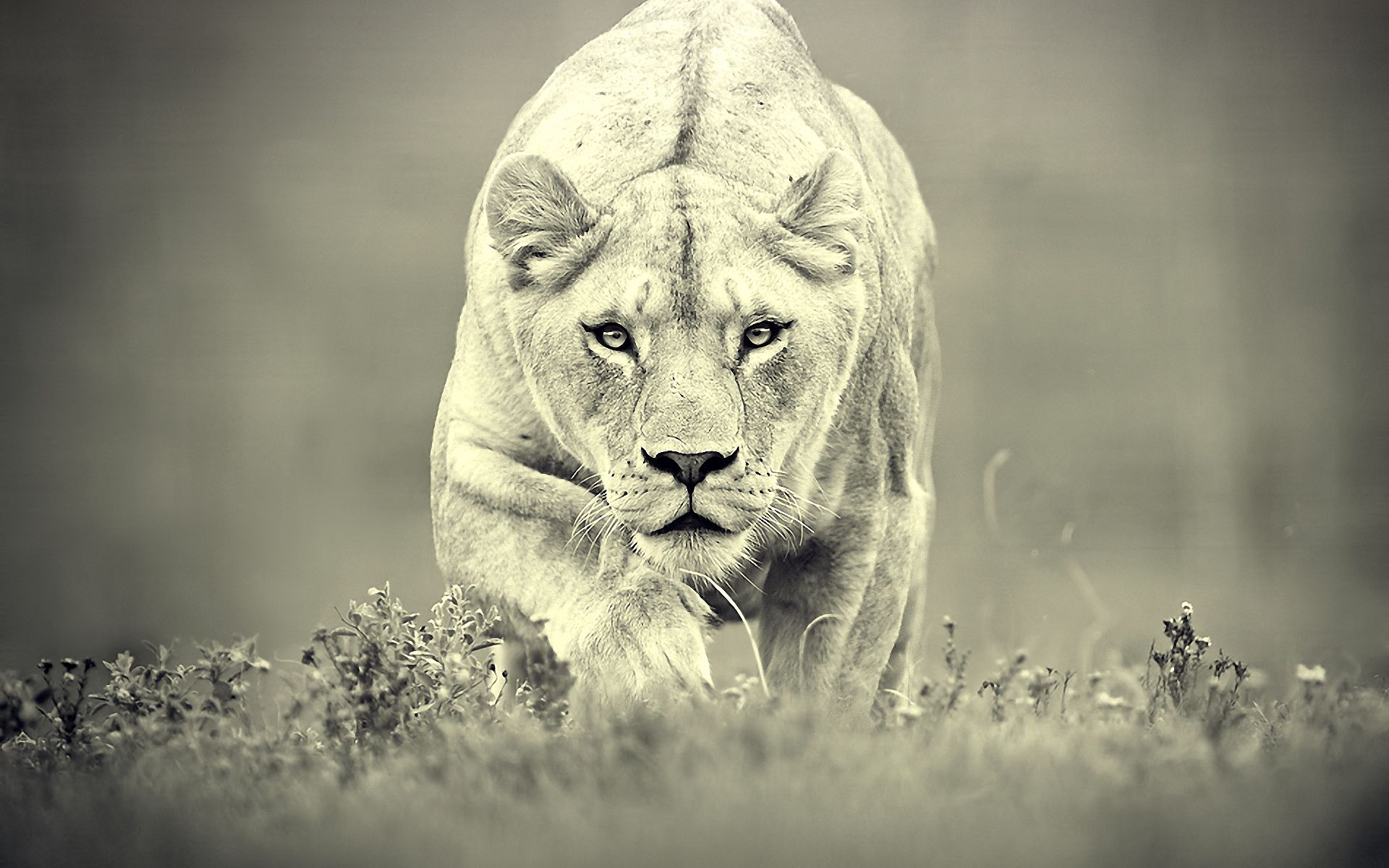 Lion Desktop Wallpaper - HD Wallpaper 