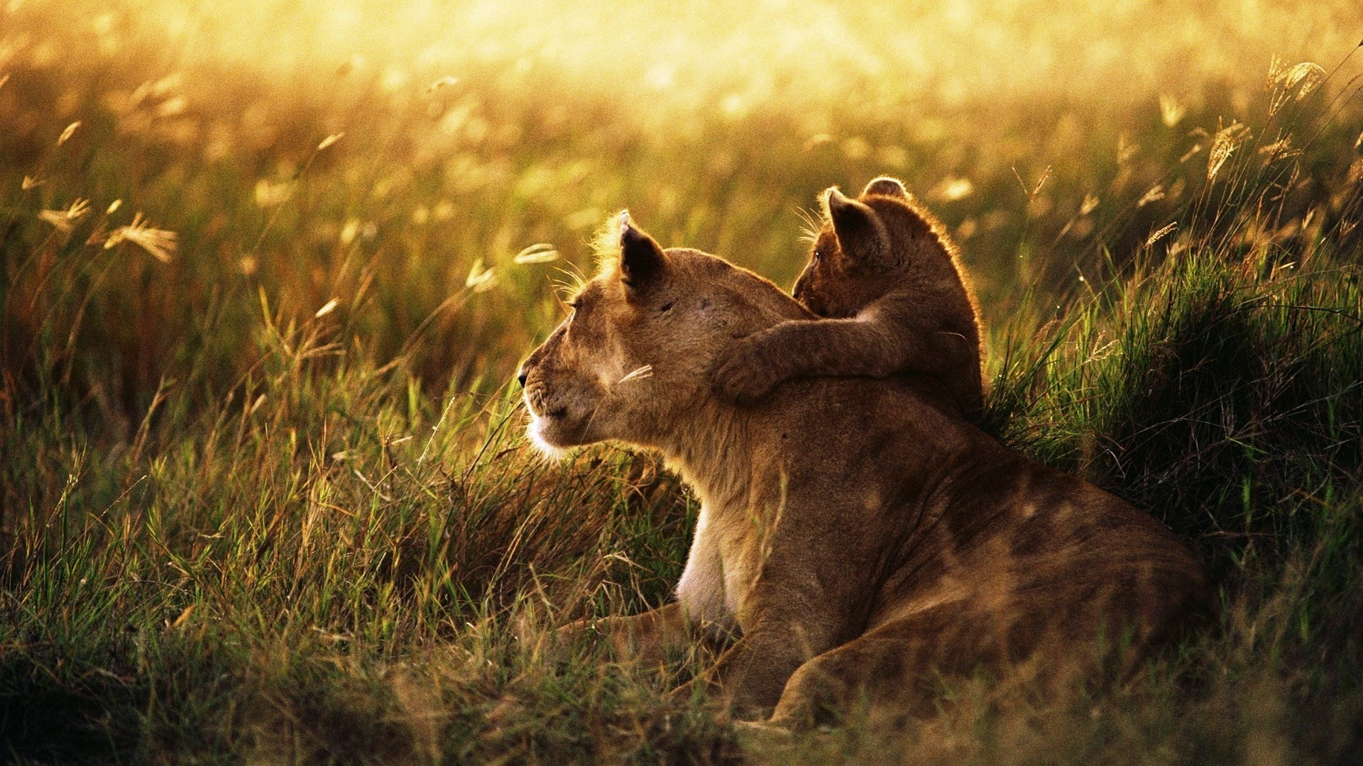 1920x1080, Lion, Lion Cub, Family 
 Data Id 284668 - Lion Cub Wallpaper Hd - HD Wallpaper 