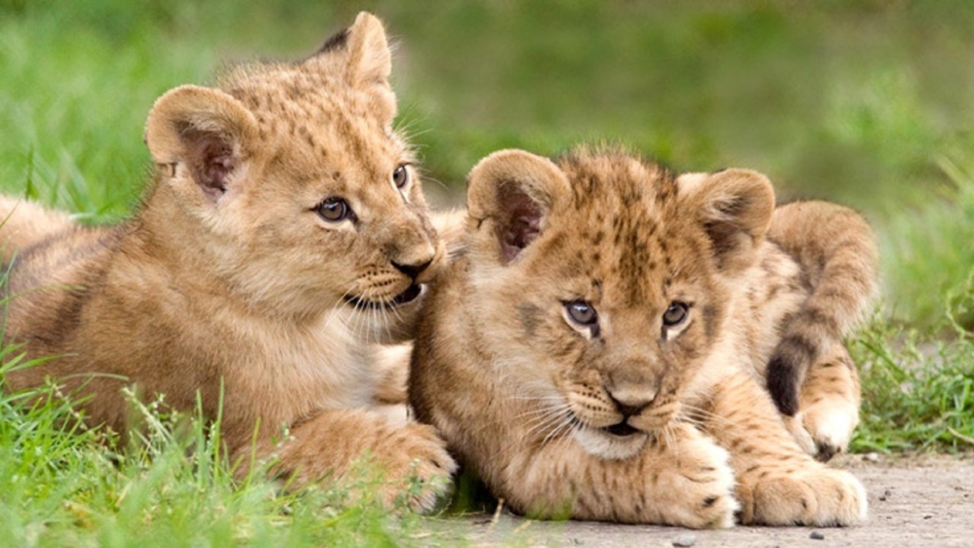 1920x1080, Lion Cubs African Free Hd Wallpapers Downloaded - Cute Lion Cub Playing - HD Wallpaper 
