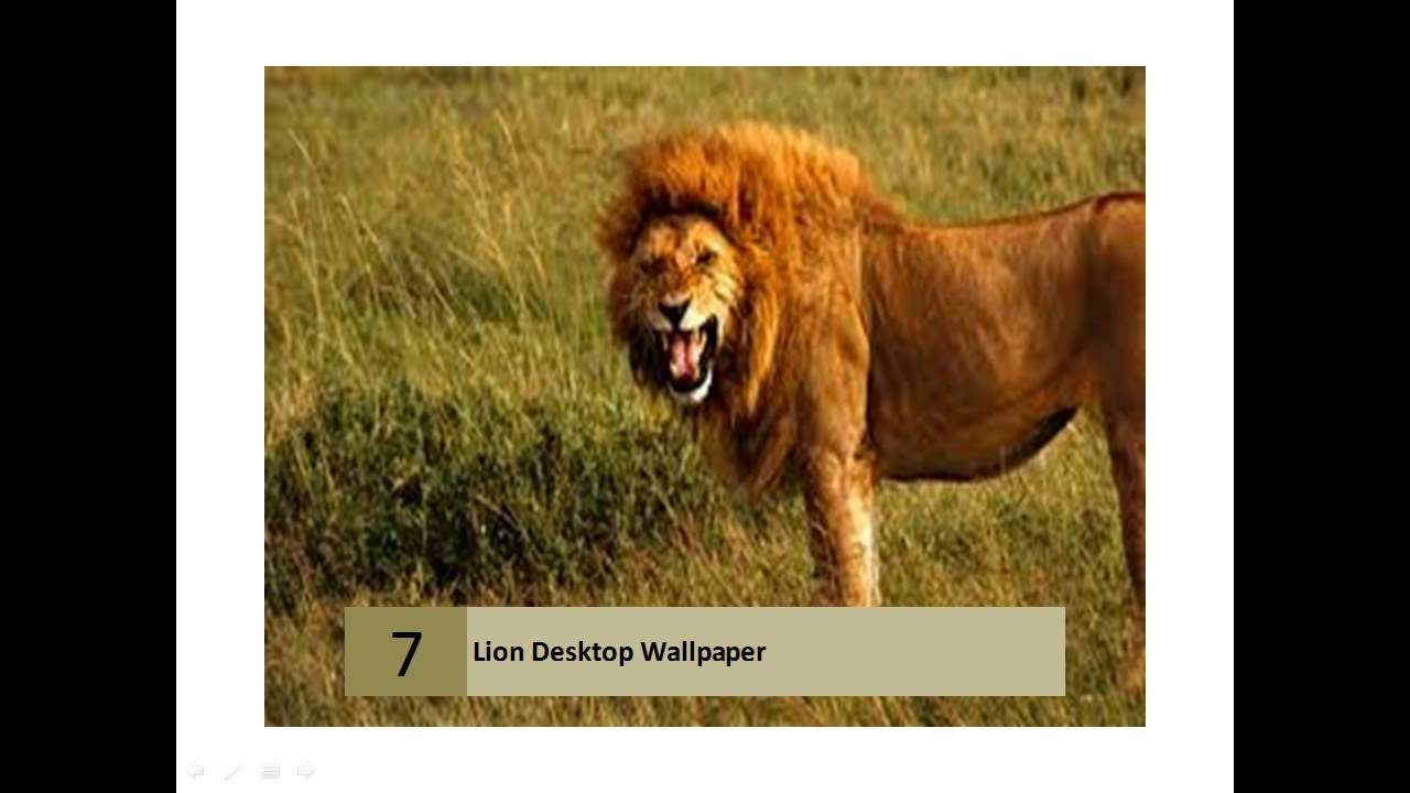 Male Lion Roaring - HD Wallpaper 