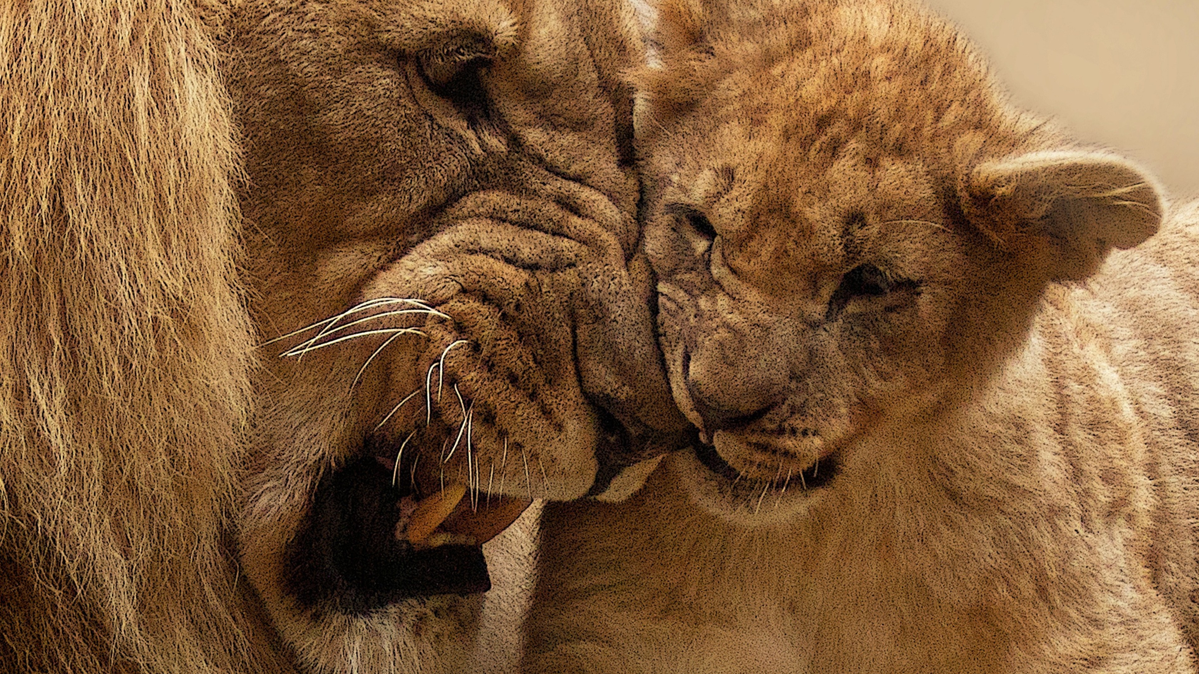 Lion And Cub Hd - HD Wallpaper 