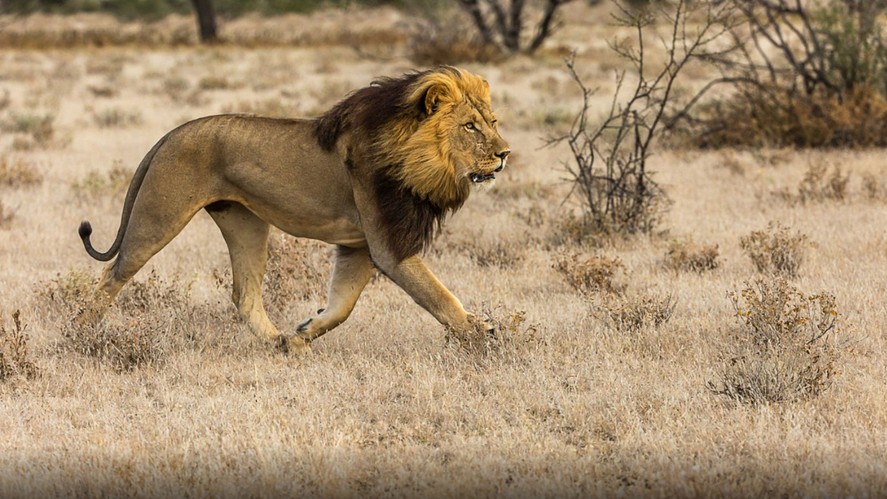 Lion Desktop Wallpaper - HD Wallpaper 