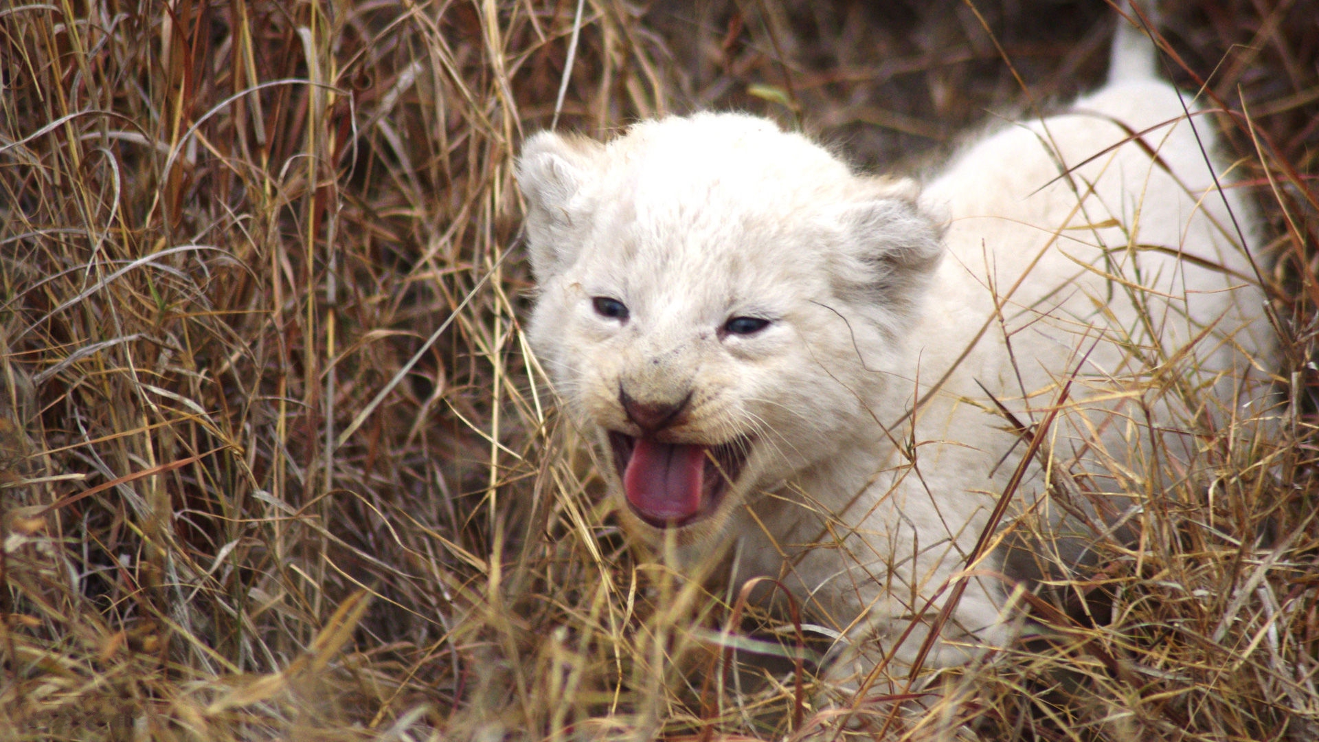 White Lion Wallpapers Hd - HD Wallpaper 