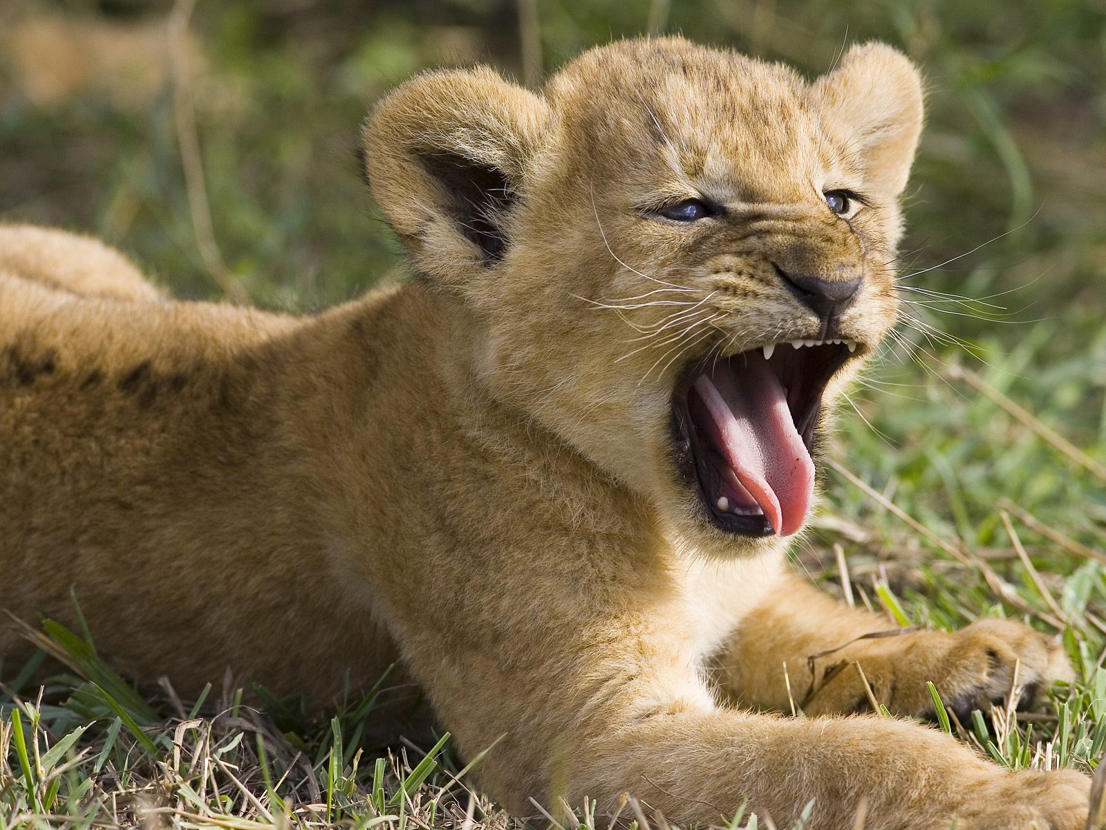 A Yawning Cub - Small Lion - HD Wallpaper 