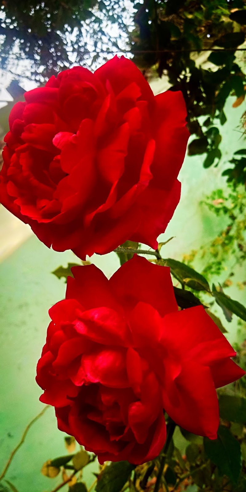 Full Hd Gulab Ka Phool - 800x1600 Wallpaper Full Hd Gulab Ka Phool - 800x1600 Wallpaper