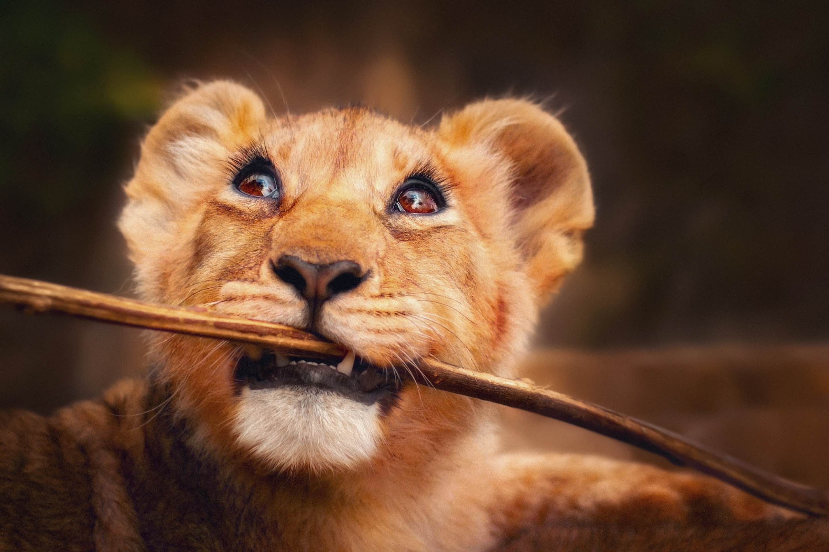 Lion Cub Ultra Hd - HD Wallpaper 