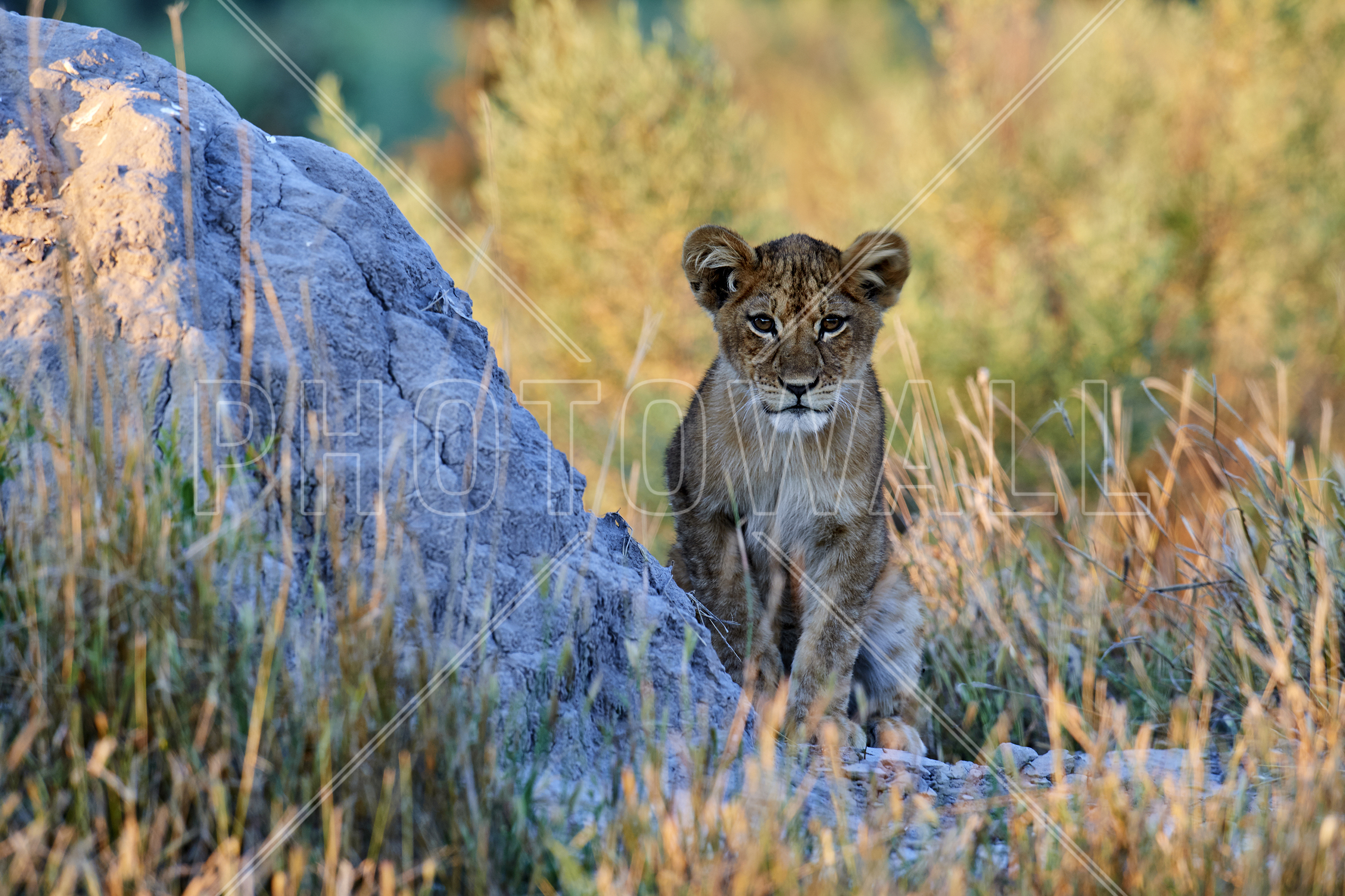 African Lion Cub - HD Wallpaper 