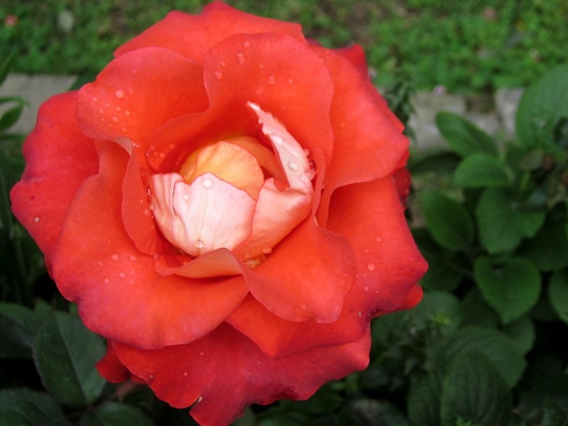 Lovely Rose Wallpaper - Floribunda - HD Wallpaper 