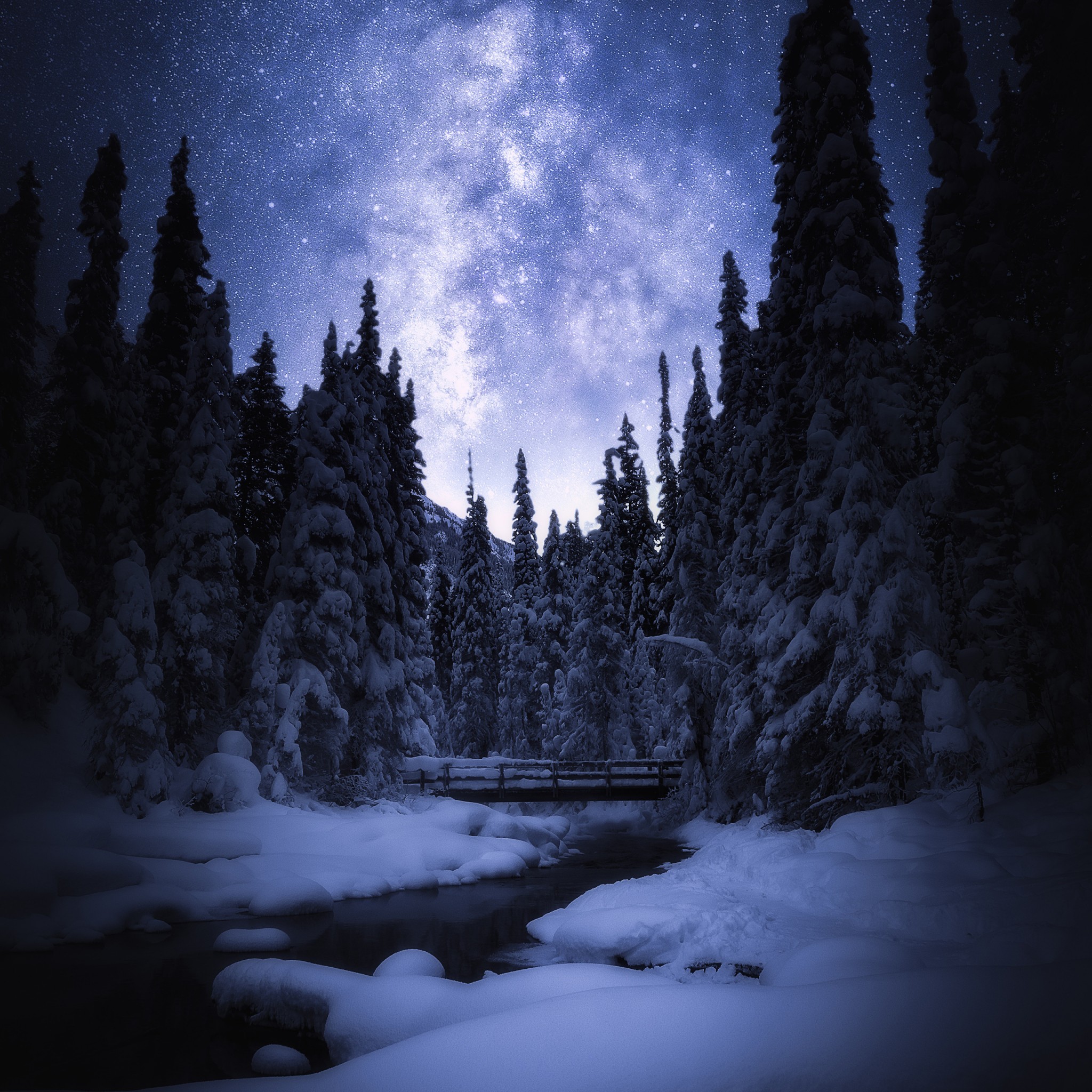 Night Sky Pine Trees - HD Wallpaper 