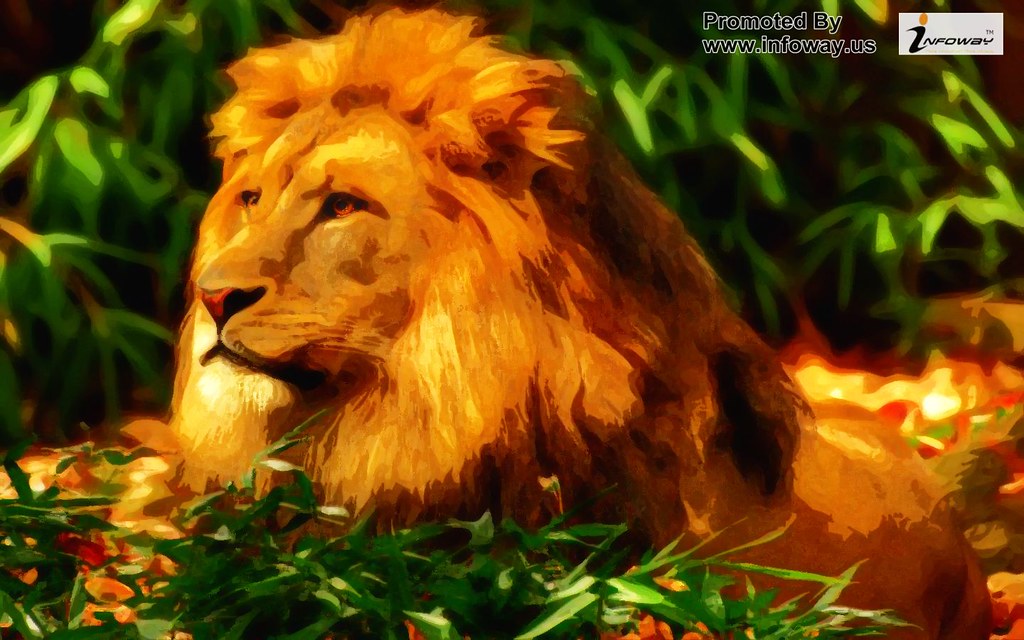 African Lion Desktop Wallpaper - Lion Wallpaper Hd - HD Wallpaper 