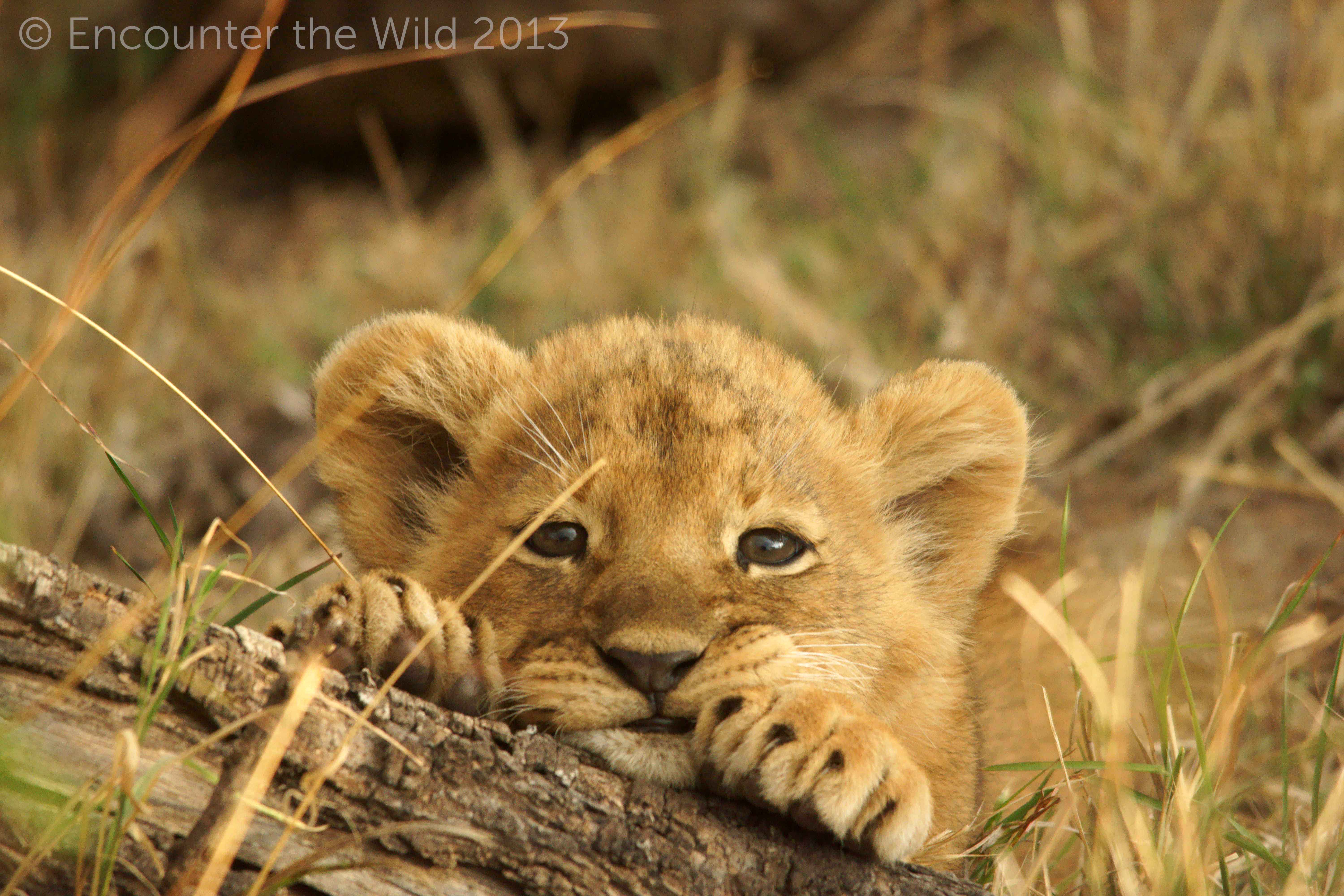 Adorable Lion Cub - Lion Cub In The Wild - HD Wallpaper 
