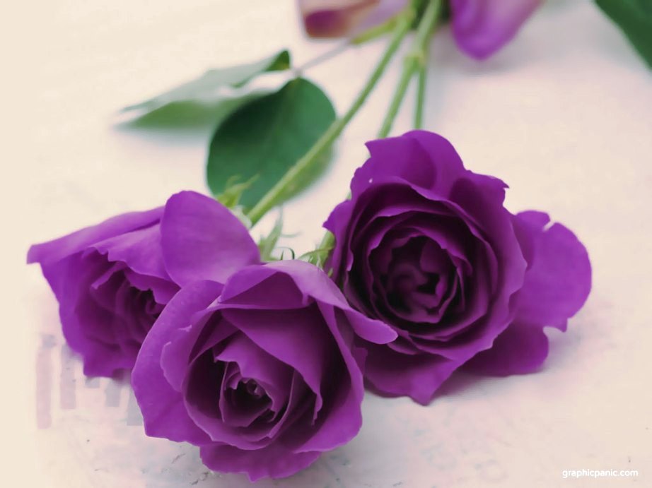 Image For Honey - Romantic Purple Rose Flowers - HD Wallpaper 