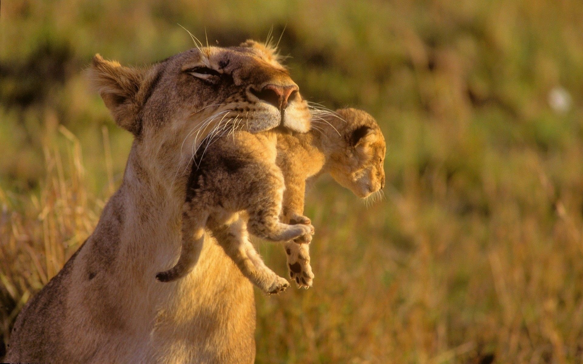 1920x1200, Baby Animal Picture Lion Cub In Mothers - Baby Lion In Mouth - HD Wallpaper 