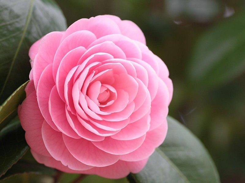 Lovely Pink Rose Wallpaper - Pink Flower Images Hd - HD Wallpaper 
