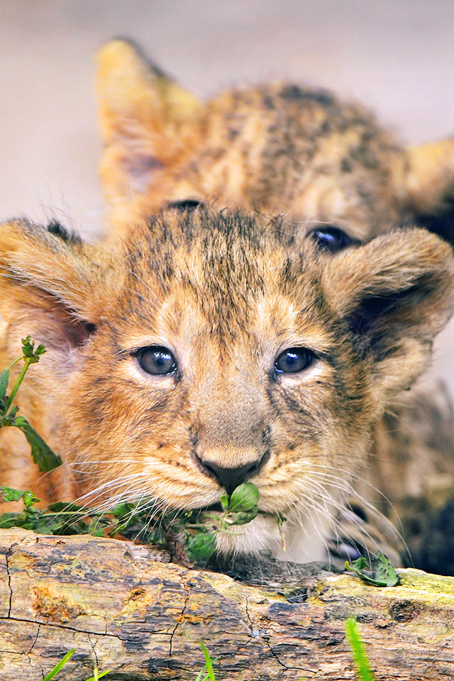 Com Apple Wallpaper Two Lion Cubs Iphone4 - Iphone Wallpaper Lion Cub - HD Wallpaper 