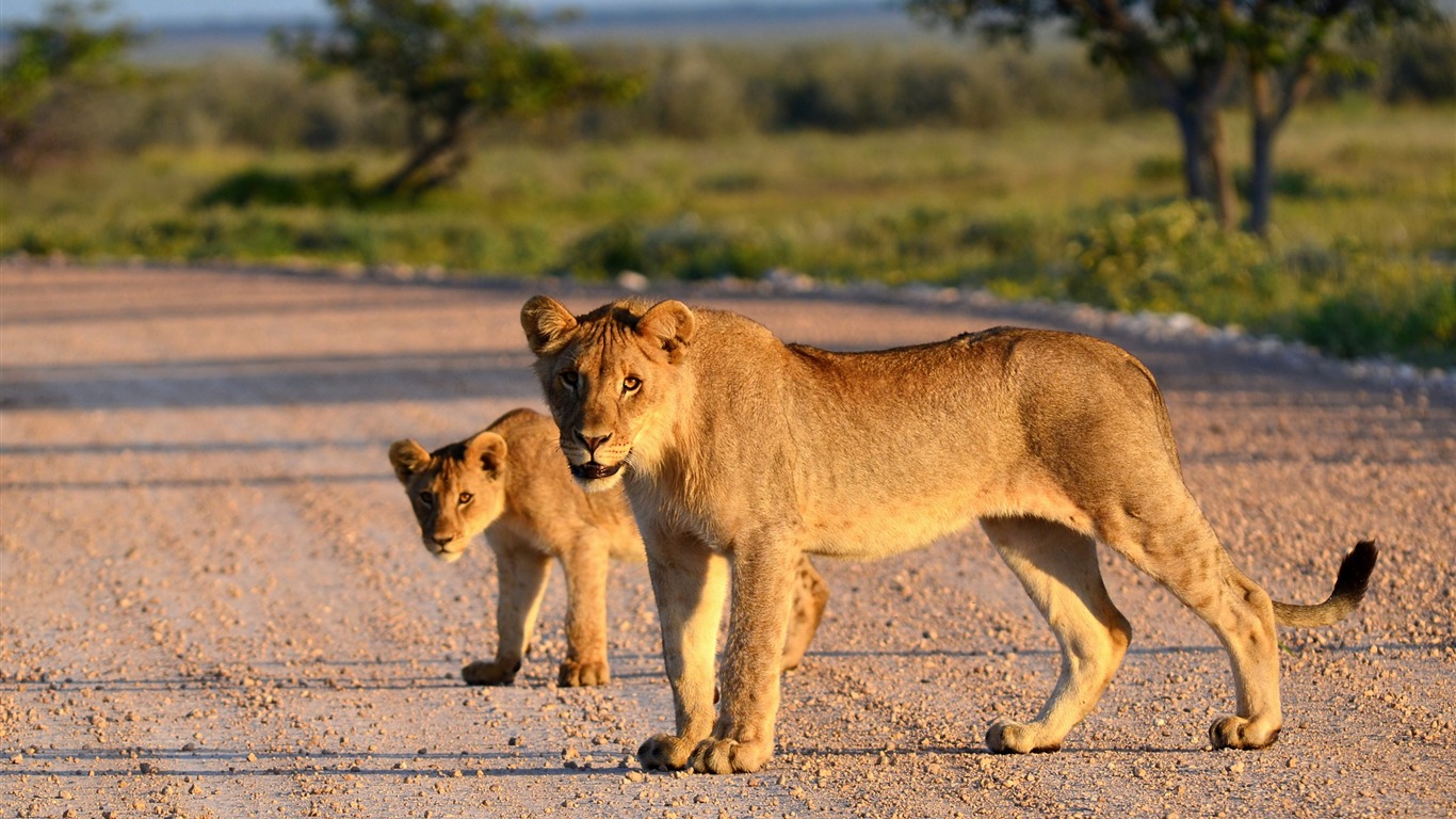 Lion Lion Cub Road-animal Photo Hd Wallpaper2013 - Wallpaper - HD Wallpaper 