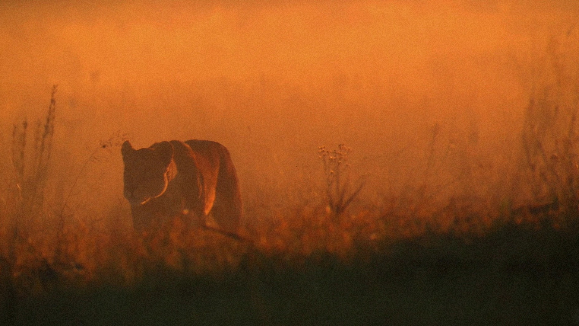 Masai Lion - HD Wallpaper 