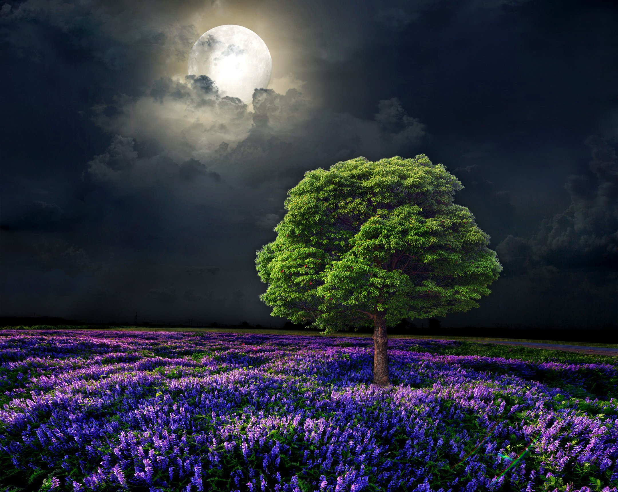 Scenery Fields Sky Trees Moon Night Nature - Flower Nature Good Night - HD Wallpaper 