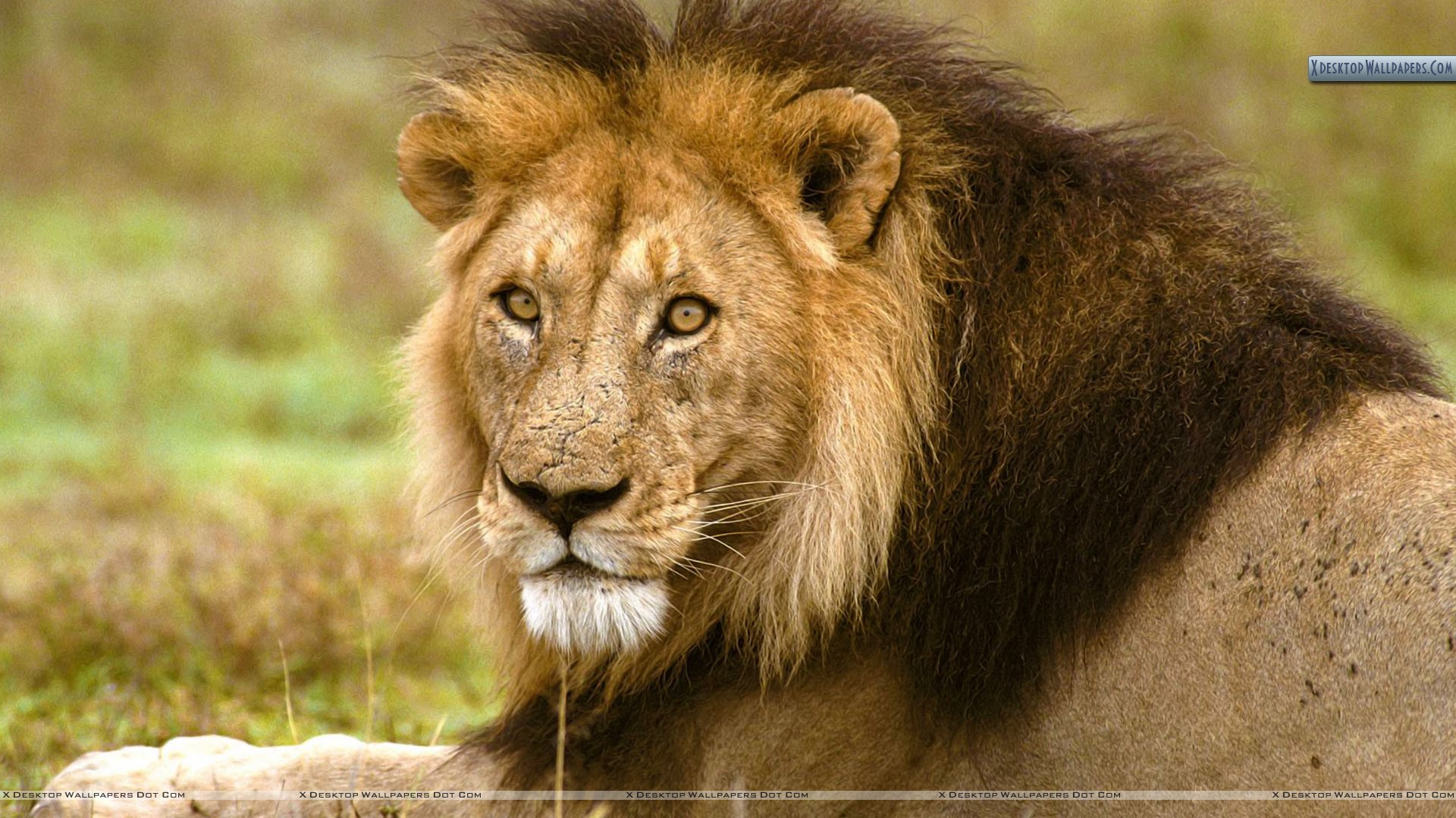 African Lion Ear - HD Wallpaper 