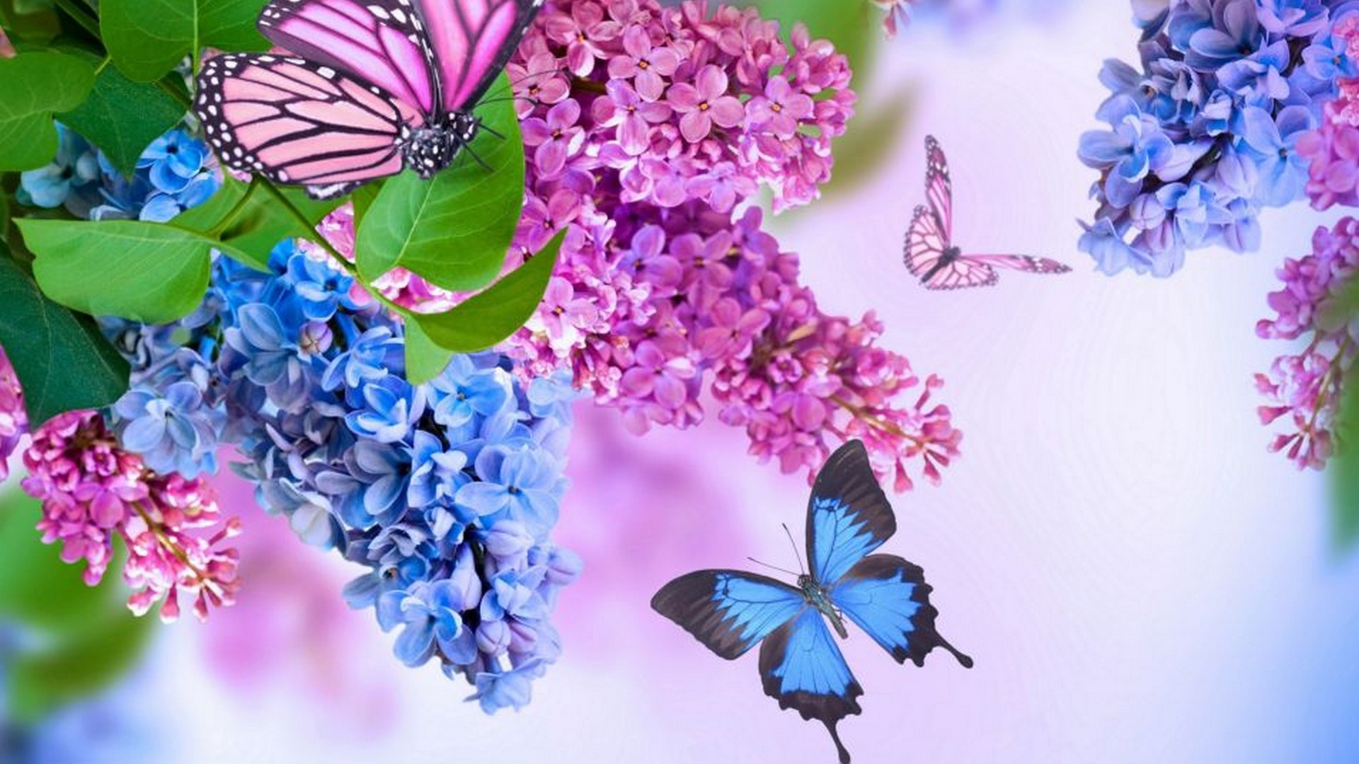 Desktop Wallpaper Butterfly Design - Beautiful Flower And Butterfly - HD Wallpaper 