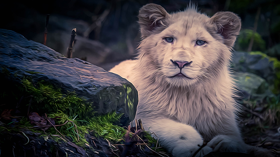 Lion - HD Wallpaper 