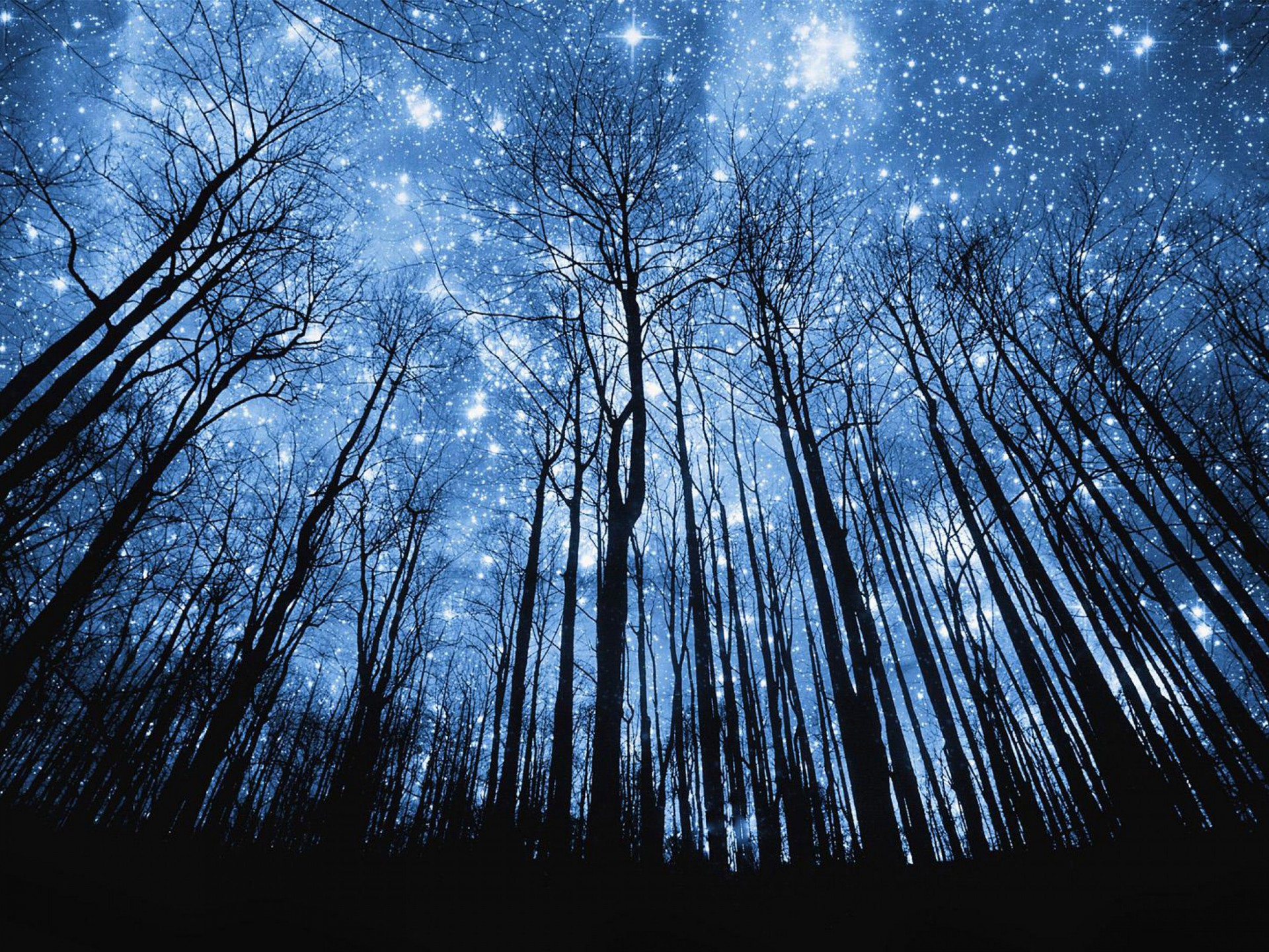 Starry Night Sky Forest - HD Wallpaper 