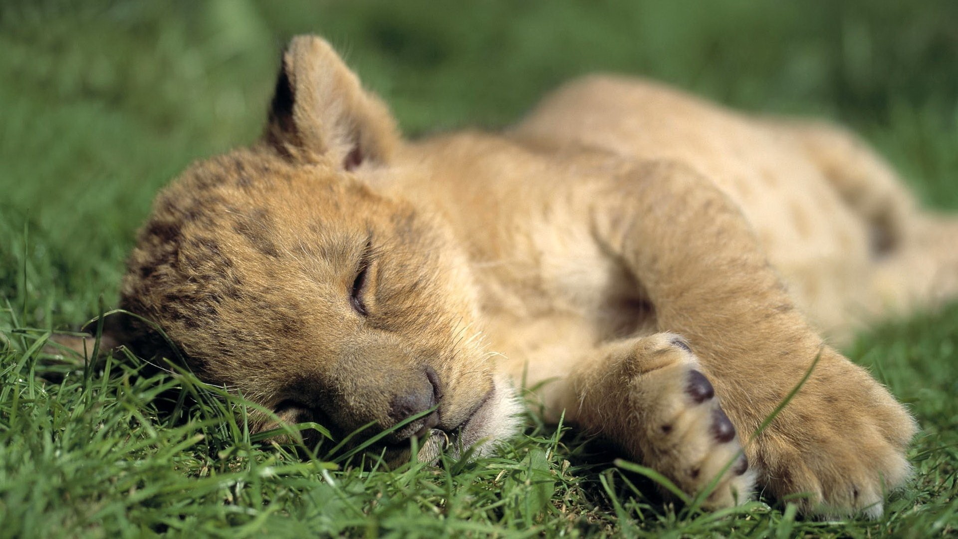 Baby Animals Lions Lion Desktop Hd Wallpaper - Cute Sleeping Lion Cub -  1920x1080 Wallpaper 