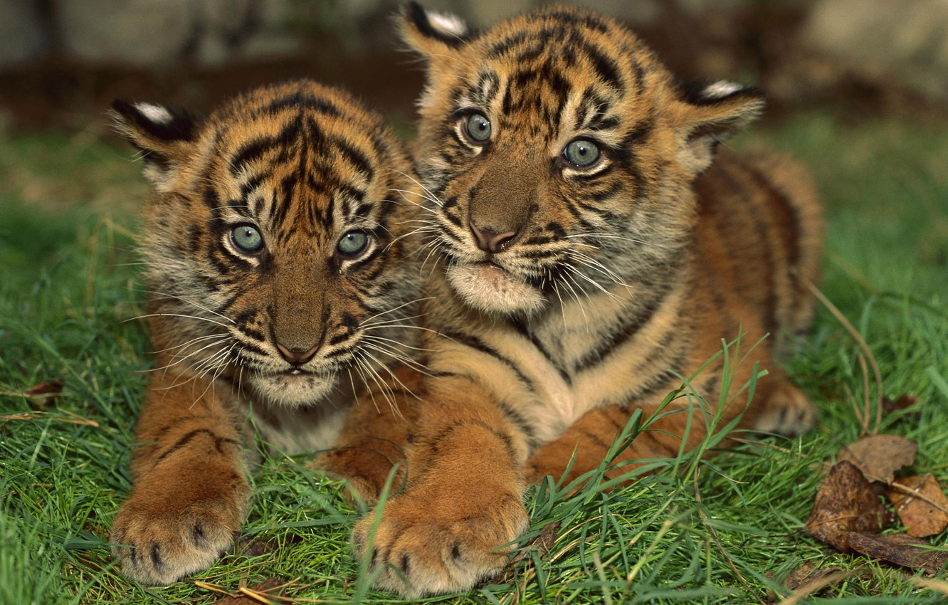 Photo Wallpaper Grass, Look, Surprised, Two Lion Cub, - Royal Bengal Tiger Cubs - HD Wallpaper 