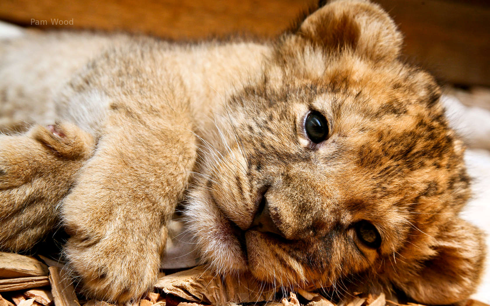 Background Cute Lion Cub - HD Wallpaper 