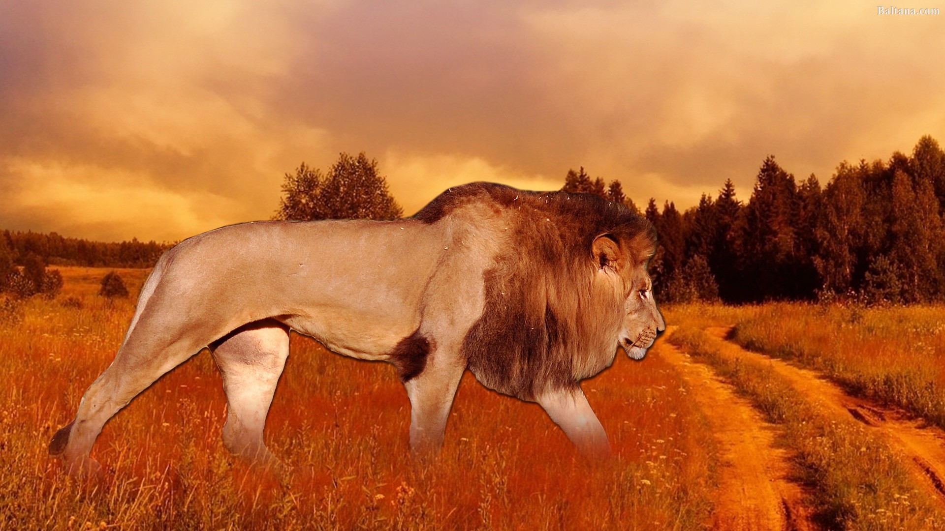 Lion Hq Desktop Wallpaper - Lion Hq - HD Wallpaper 