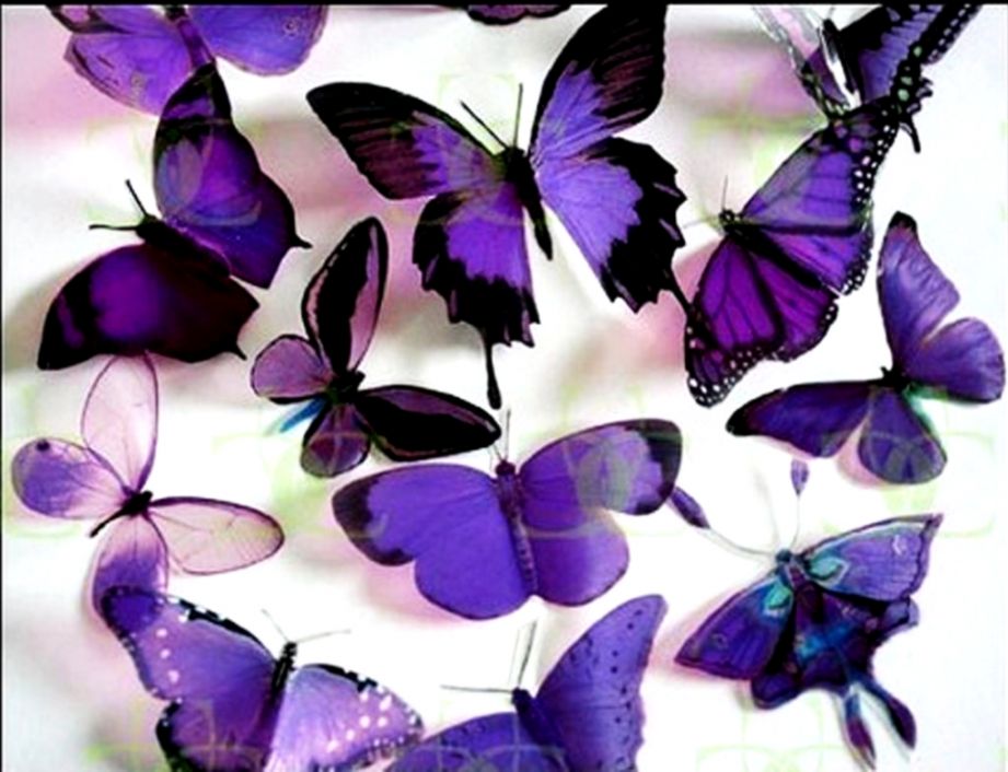 Bio Eco Design Butterflies Images Purple Butterflies - New Butterfly Full Hd - HD Wallpaper 