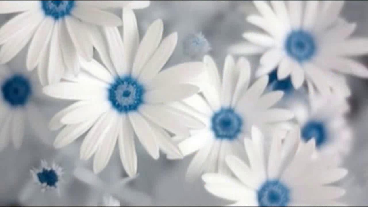 White And Sky Blue Flowers - HD Wallpaper 
