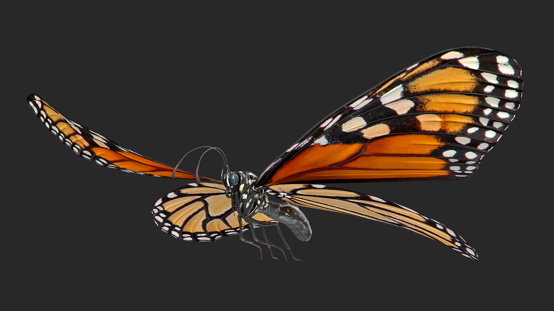 Monarch Butterfly - HD Wallpaper 