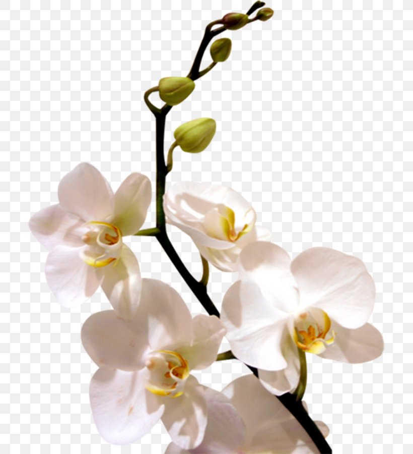 Display Resolution Whatsapp Wallpaper, Png, 711x900px, - Flowers Orchids Png - HD Wallpaper 