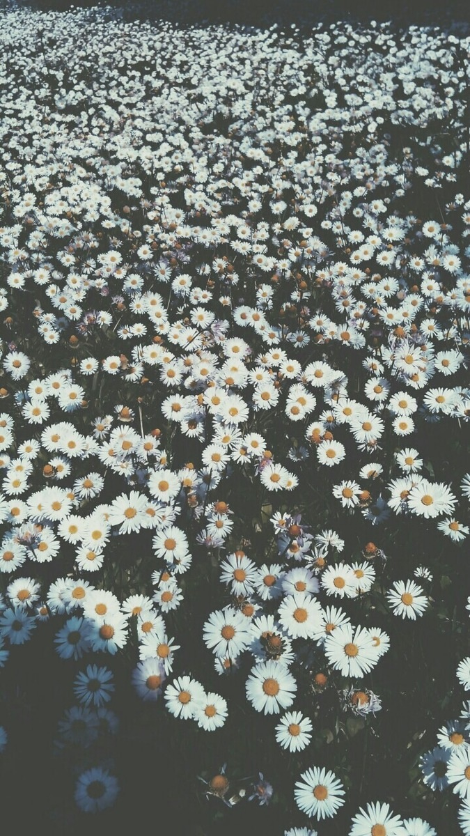 Flowers, Wallpaper, Whatsapp - Queen Of The Friend Zone - HD Wallpaper 