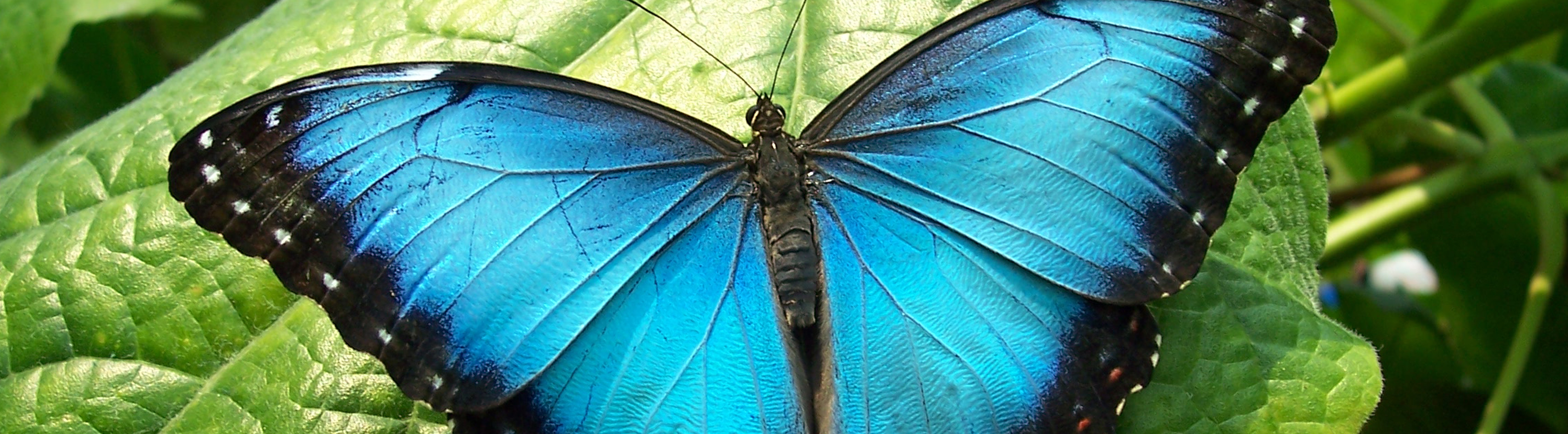 Blue Morpho Butterfly - Blue Butterfly Photography - HD Wallpaper 