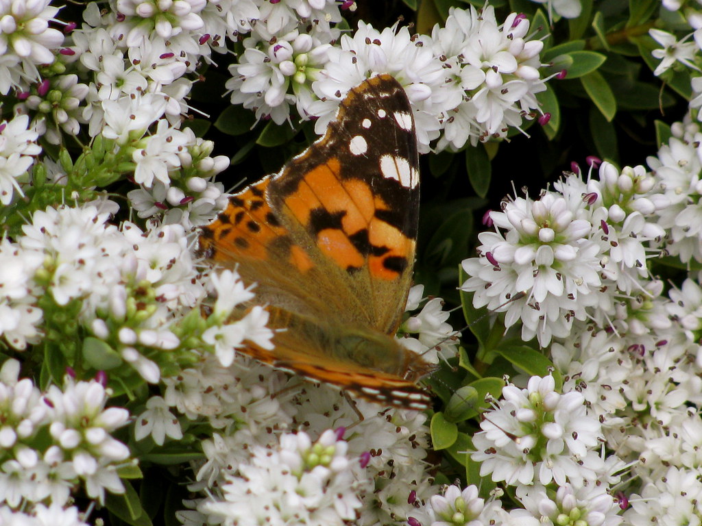 American Painted Lady - HD Wallpaper 