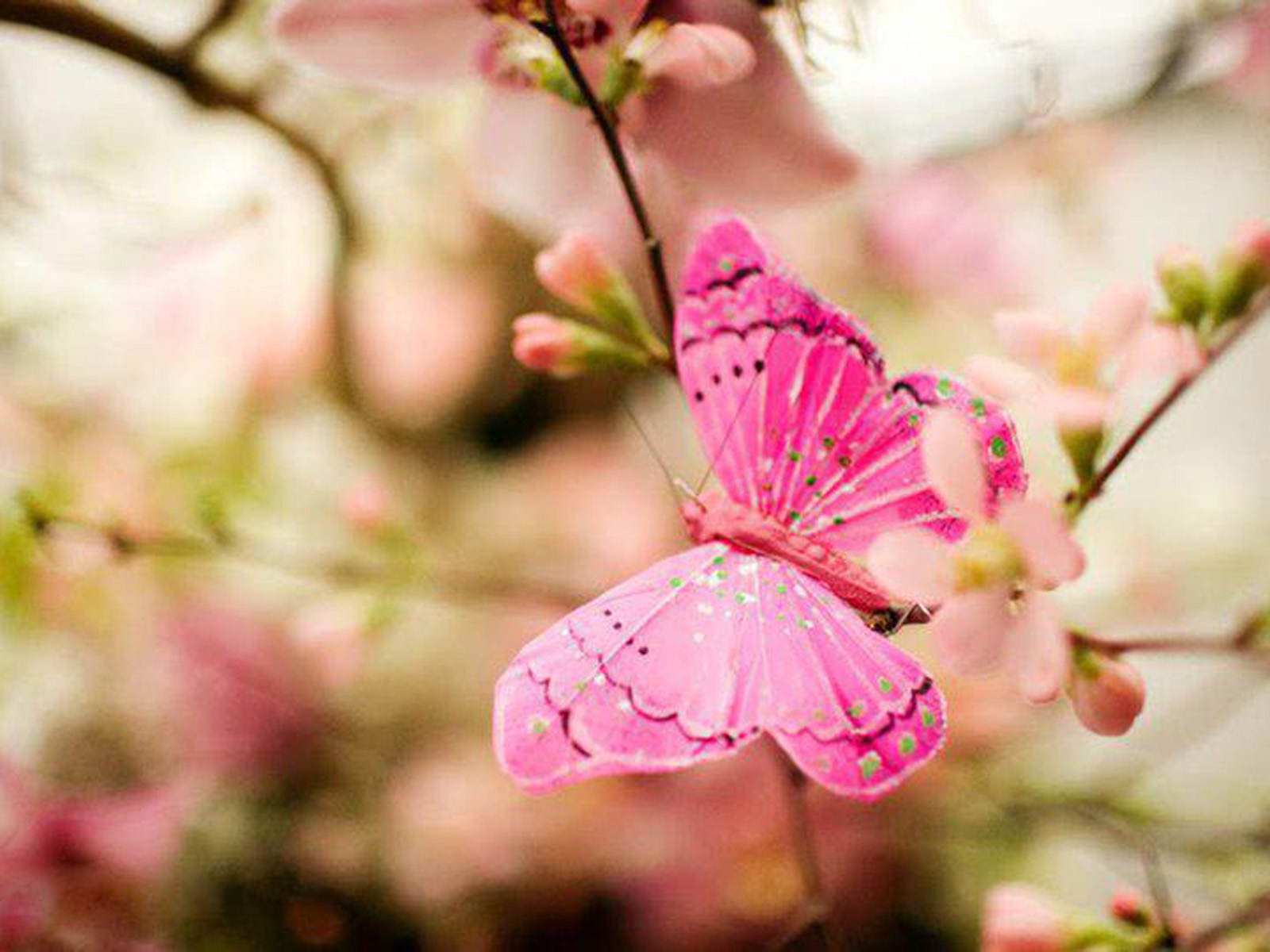 Pink Butterfly Background - HD Wallpaper 