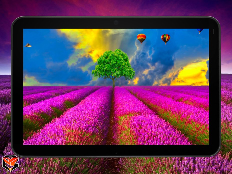 Lavender Field Pro Live - HD Wallpaper 